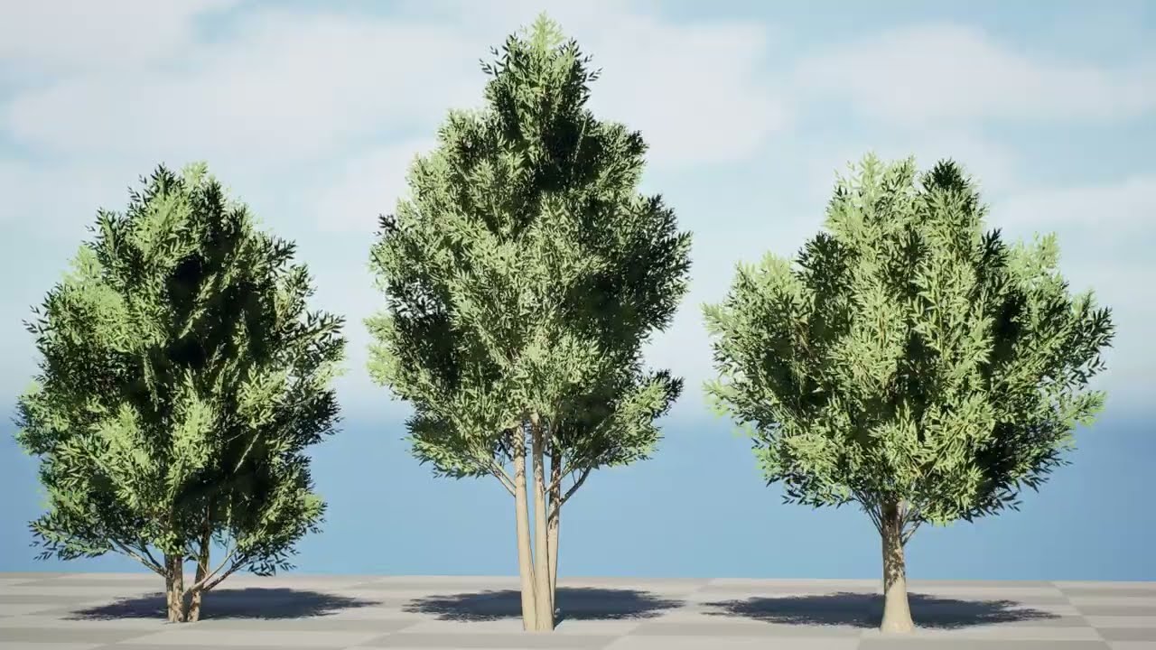Low Poly Salix Alba Trees 3D Model