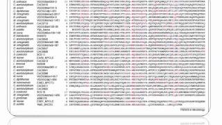 Bio305 Lecture on Gram-positive secretion