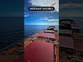 Merchant Navy Status Navy Shorts
