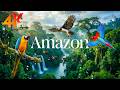 Hidden Amazon Creatures 4K Rare Animals You Ve Never Seen Before Nature Sounds