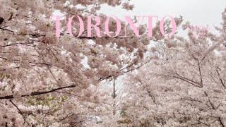 カナダ🌸トロントで働き暮らす Toronto Life/Cherry Blossoms/High Park/Trinity Bellwoods Park/Robarts Library