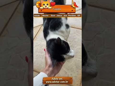 Vídeo de Frajola 