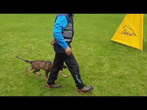 Love & Spirit Chukcha, 3 months old, obedience training