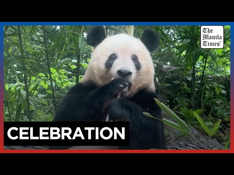 Japan-born giant panda Xiang Xiang celebrates birthday in China