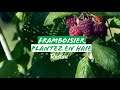 Planter un framboisier - YouTube