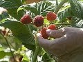 Planter un framboisier - YouTube