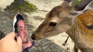 厳島神社のシカ vs 野獣先輩