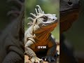 The Tuatara: A Living Fossil with a Third Eye