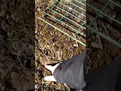 Hur bygga upp bäddar med hästgödsel