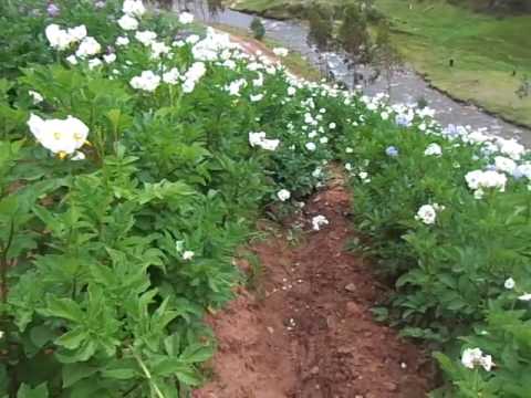 I.- ANEXO DE  TAMBILLOS-DISTRITO TAYABAMBA- EVALUACIÓN DE PARCELA DE PAPA