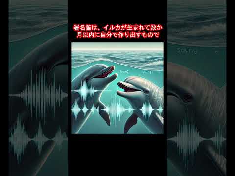 イルカ: 友達はお互いの名前を知っています