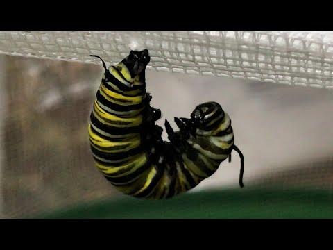 Mother and Daughter Raise Monarch Butterflies