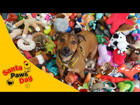 Rescue Dogs Waiting to be Adopted Choose Their Own Christmas Gift - Santa Paws Day 2025