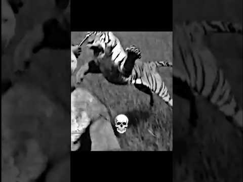 The real Tigers 💀 #animals #tiger #edit