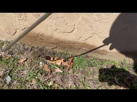 Ants Hidden in the Landscape in Princeton,...