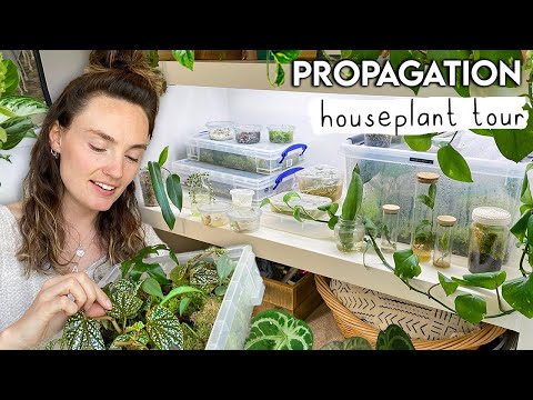 Easy Propagation All Year Round 🌱 Budget Quick, Easy Prop Zone Conversion + PLANT TOUR