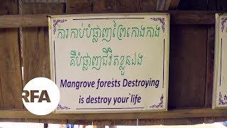 Cambodia’s Shrinking Mangrove Forests | Radio Free Asia (RFA)