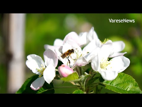 È primavera, le api si risvegliano | UN ANNO CON LE API