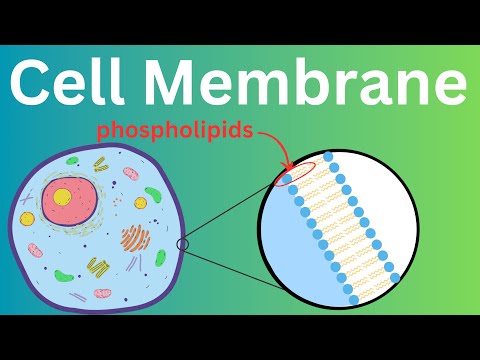 Receptors: The Cellular Gatekeepers | Community Health