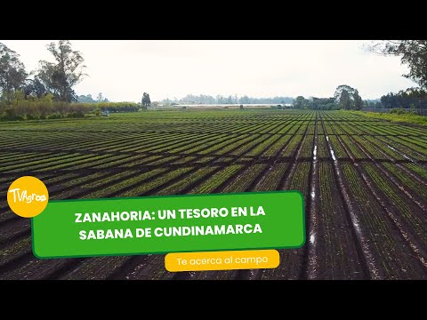 , title : 'Zanahoria un tesoro en la sabana de Cundinamarca - TvAgro por Juan Gonzalo Angel Restrepo'
