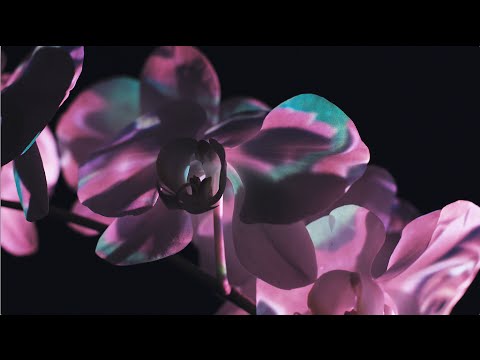 el Tambor de la Tribu - Skalavera (Version 2015)