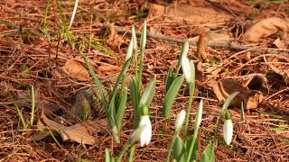 Winter fairy 冬の妖精**【4K/30fps】-2025/1/22-