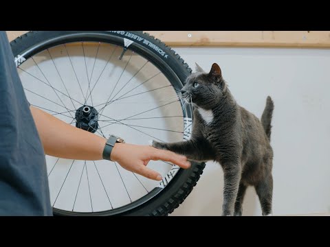 How I built my bike from start to finish | Devinci Troy Dream Build