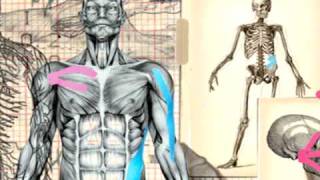 Learn More About Kinesio Taping at The Boston Bodyworker