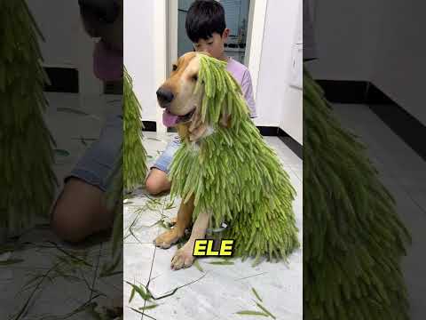 Ele fez isso com o cachorro!!