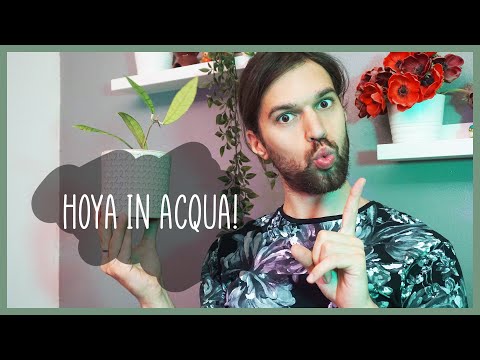 🌿Hoya: 5 consigli utili per coltivarle in semi idro💧 (e non)