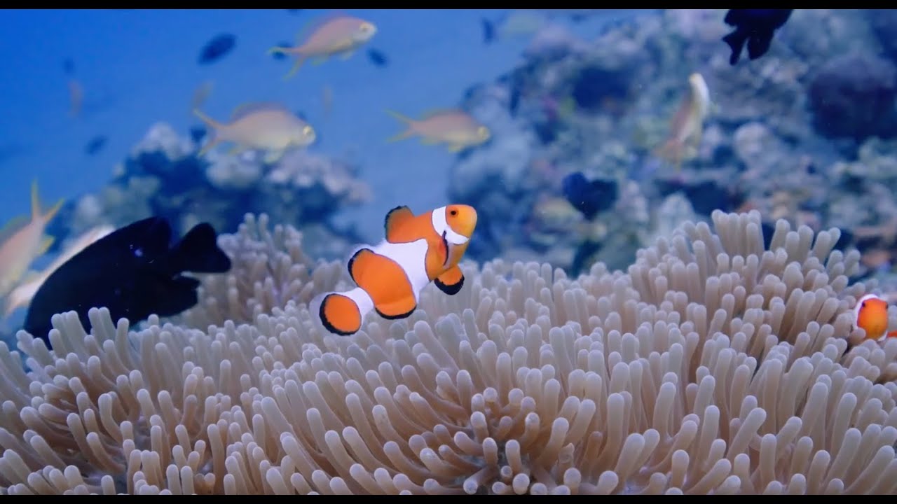 PADI Eco Center - Bongo Bongo Divers Video facade placeholder