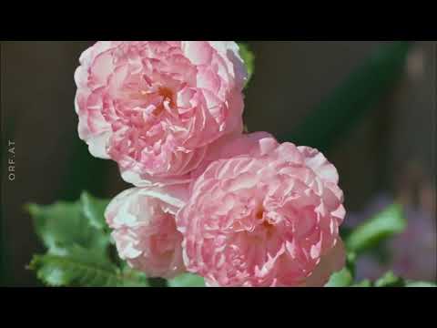 Universum - Wildes Venedig