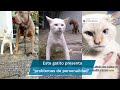 Un Gato Que Ladra Felino Criado Por Perros Pitbull Impacta Con Sus Comportamientos