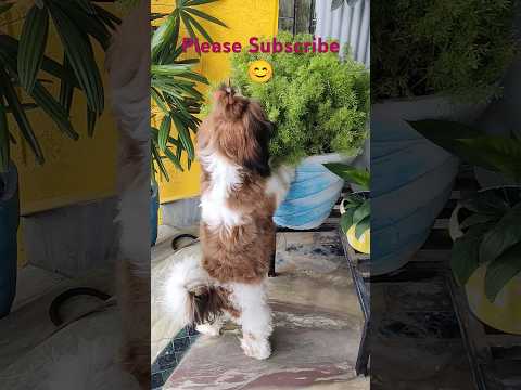Z+ security 😎#shihtzupuppie #youtubeshorts #youtube #shortvideo #viralvideo #doglover #subscribe