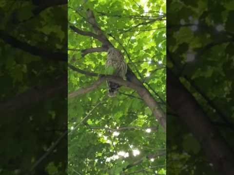 Blue Jay VS Barred Owl