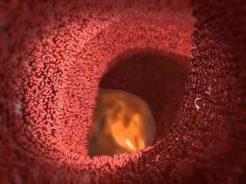 Absorption in the Small Intestine: Learn@Visible Body