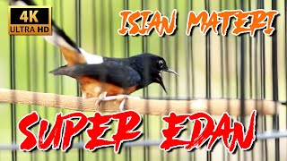 WAJIB PUTAR !! MURAI EDAN MATERI ISIAN SANGAT ISTIMEWA SUPER NEMBAK | SHAMA BIRD