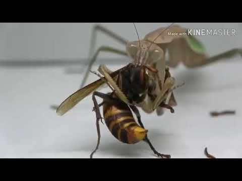 Incrível! louva a deus mata vespa gigante