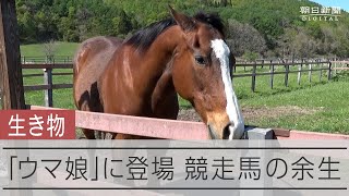 [聊天] 朝日新聞-G1引退馬的日常