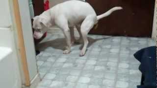 Dog Shits everywhere! (pitbull)