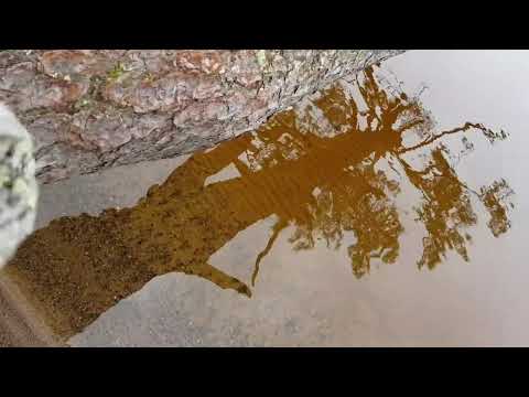 Psykedeelistä syksyä ja kevättä