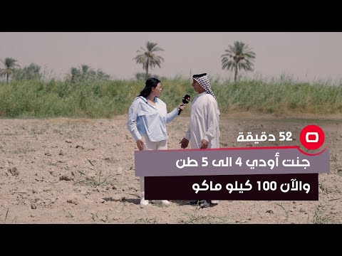 شاهد بالفيديو.. مزارع : جنت أودي الجميلة 4 الى 5 طن من المحاصيل .. والآن 100 كيلو ماكو بسبب الجفاف
