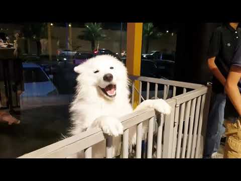 The Barkinglot Cafe/ Khobar / Saudi Arabia