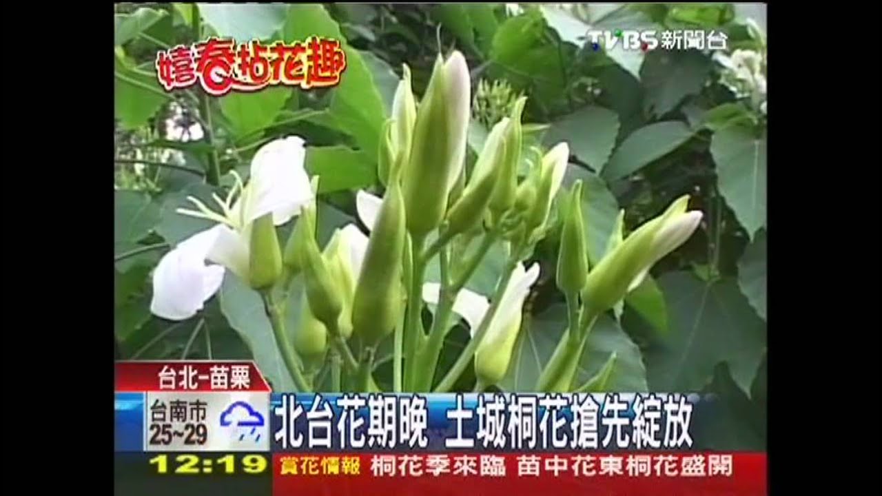桐花季來臨！　苗中花東桐花盛開