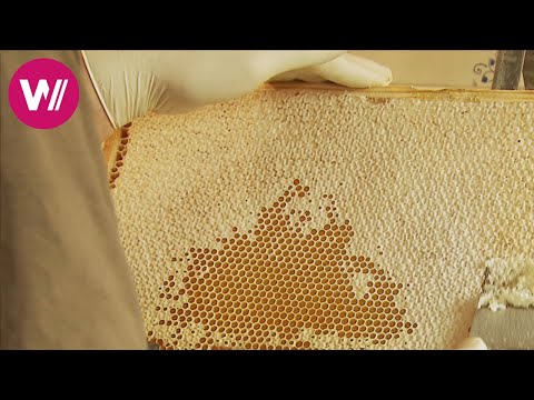 Honey - everyone can become a beekeeper!