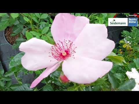 Rosen richtig pflanzen und pflegen - Seidemann