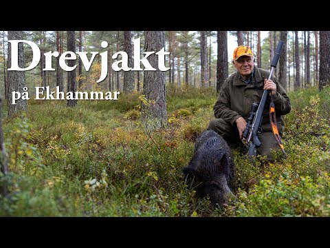 Drevjakt på Ekhammar