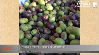 Aceite de oliva... &laquo;made in Lanzarote&raquo;