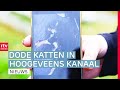 Raadsel van vermiste katten & struikelstenen in Hoogeveen geplaatst | Drenthe Nu