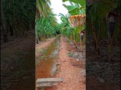 🇧🇷 PRODUÇÃO DE BANANAS EM CANUDOS, BAHIA 06/12/2025 #vidanaroça #fazenda #sitio #vidanaroça #agro